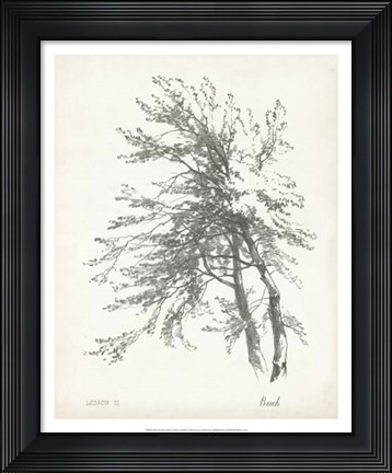 Framed Beech Tree Study Print