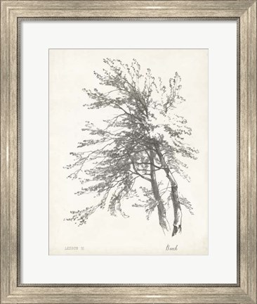Framed Beech Tree Study Print