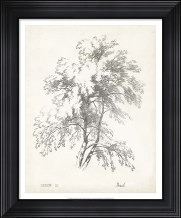 Framed Birch Tree Study Print