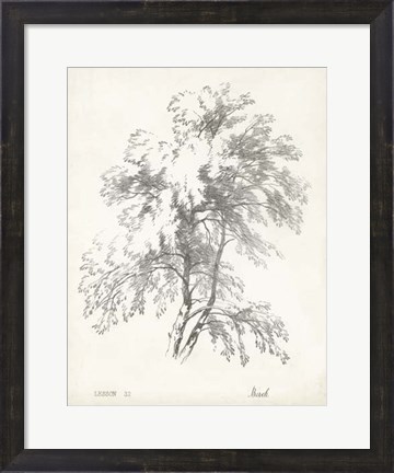 Framed Birch Tree Study Print