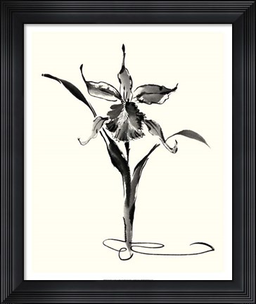 Framed Studies in Ink - Cattleya Print