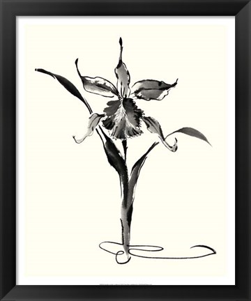 Framed Studies in Ink - Cattleya Print