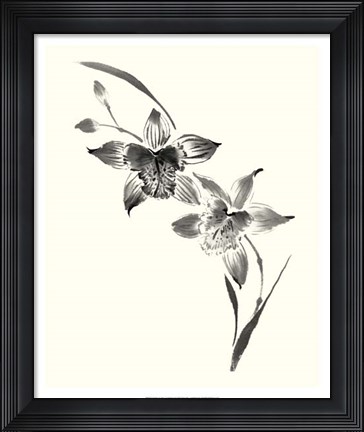 Framed Studies in Ink - Cymbidium Print
