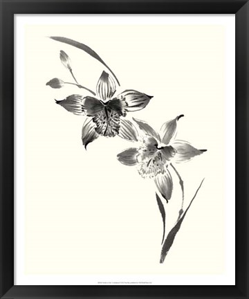 Framed Studies in Ink - Cymbidium Print