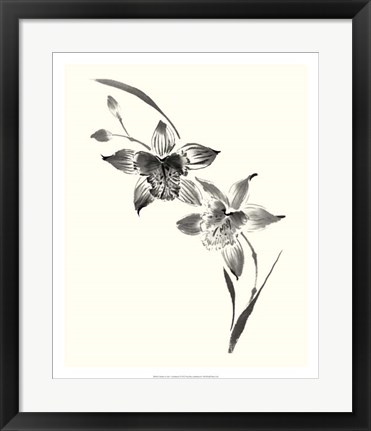 Framed Studies in Ink - Cymbidium Print
