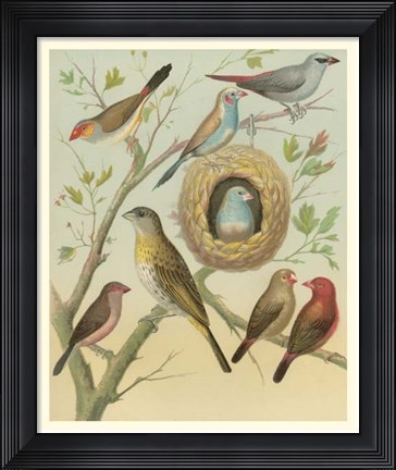 Framed Birdwatcher&#39;s Delight I Print