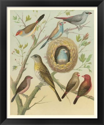 Framed Birdwatcher&#39;s Delight I Print