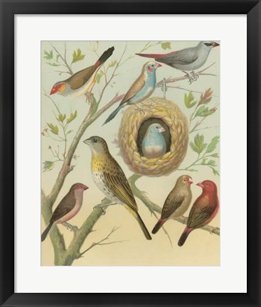 Framed Birdwatcher&#39;s Delight I Print