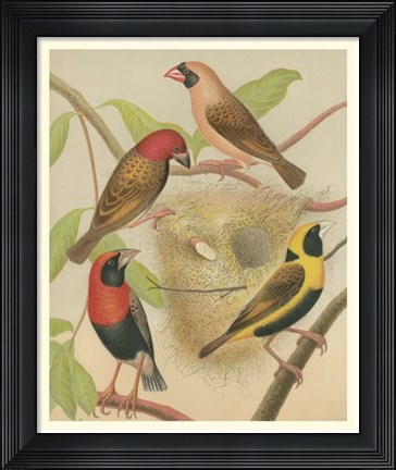 Framed Birdwatcher&#39;s Delight II Print
