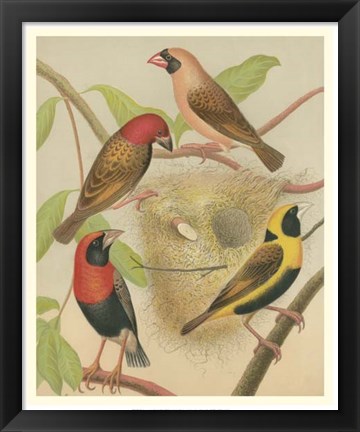 Framed Birdwatcher&#39;s Delight II Print