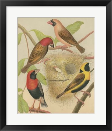 Framed Birdwatcher&#39;s Delight II Print