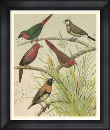 Framed Birdwatcher&#39;s Delight III Print