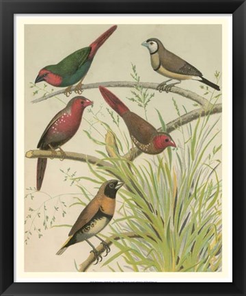 Framed Birdwatcher&#39;s Delight III Print