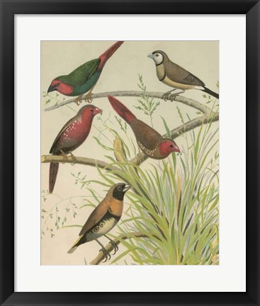 Framed Birdwatcher&#39;s Delight III Print