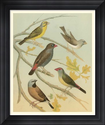 Framed Birdwatcher&#39;s Delight IV Print