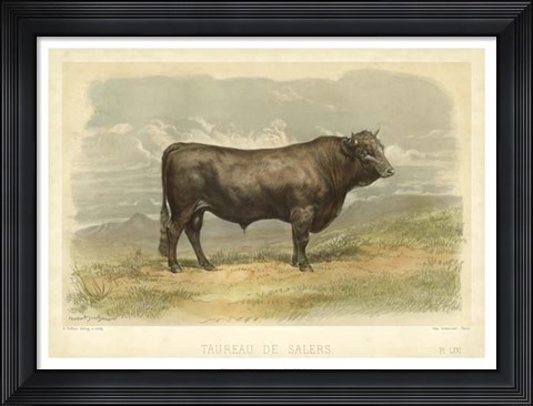 Framed Taureau De Salers Print