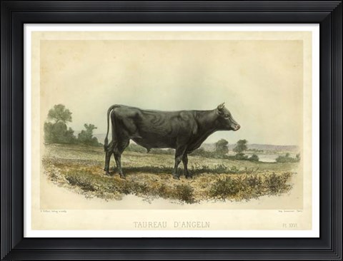Framed Taureau D&#39;Angeln Print