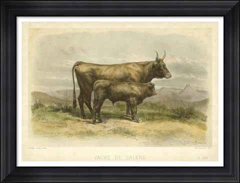 Framed Vache De Salers Print
