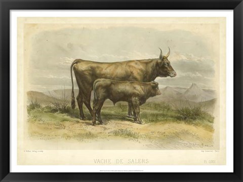 Framed Vache De Salers Print