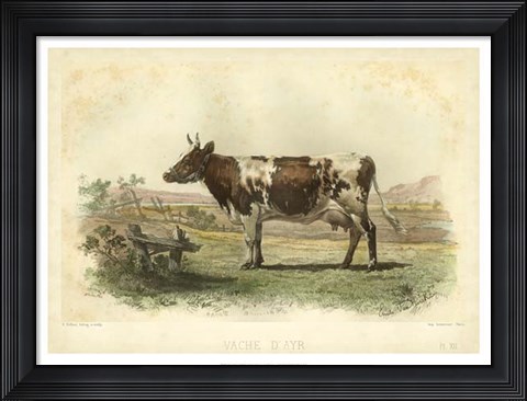 Framed Vache D&#39;Ayr Print
