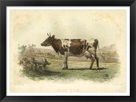 Framed Vache D&#39;Ayr Print