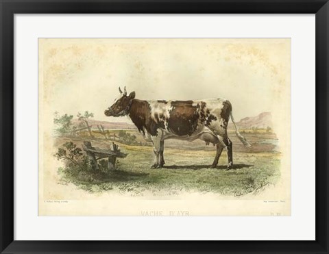 Framed Vache D&#39;Ayr Print