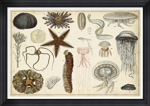 Framed Antique Sealife Chart Print