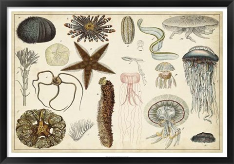 Framed Antique Sealife Chart Print