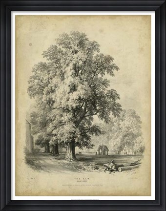 Framed Elm Print