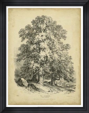 Framed Sycamore Print
