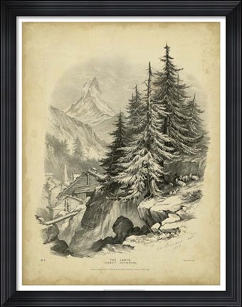 Framed Larch Print