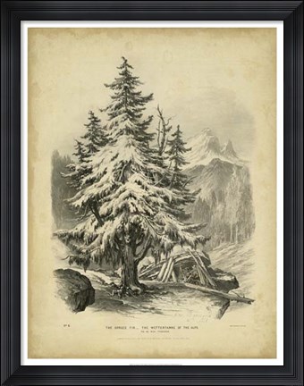 Framed Spruce Print