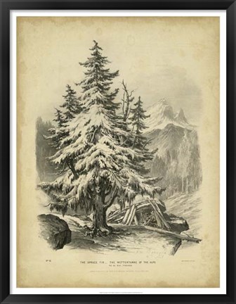 Framed Spruce Print