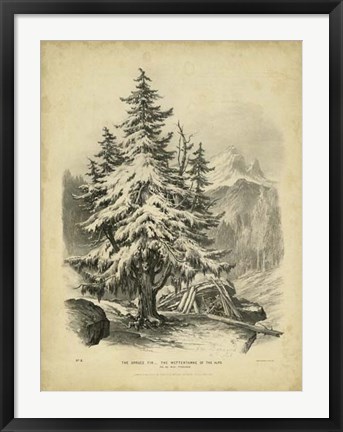 Framed Spruce Print