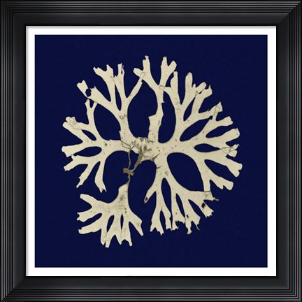 Framed Seaweed on Navy I Print