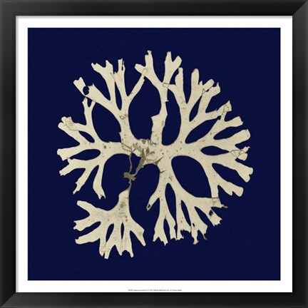 Framed Seaweed on Navy I Print