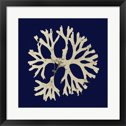 Framed Seaweed on Navy I Print