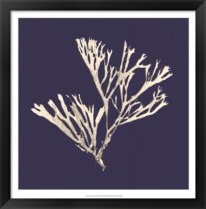 Framed Seaweed on Navy II Print