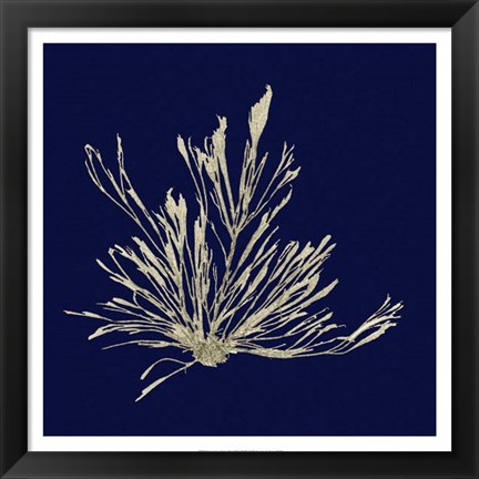 Framed Seaweed on Navy III Print