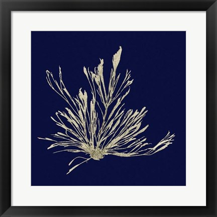 Framed Seaweed on Navy III Print