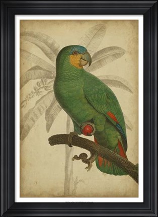 Framed Parrot and Palm I Print