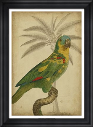 Framed Parrot and Palm II Print