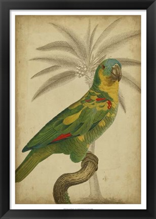 Framed Parrot and Palm II Print