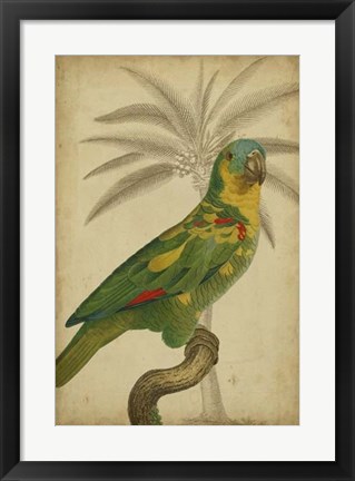 Framed Parrot and Palm II Print