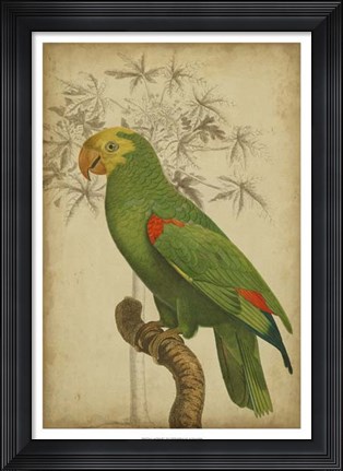 Framed Parrot and Palm III Print