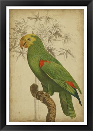 Framed Parrot and Palm III Print