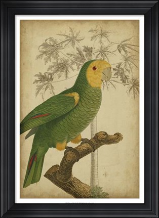 Framed Parrot and Palm IV Print
