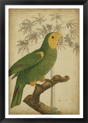 Framed Parrot and Palm IV Print