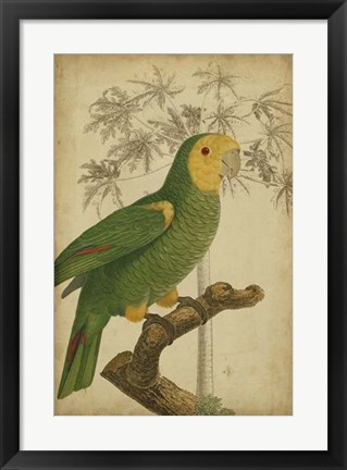 Framed Parrot and Palm IV Print