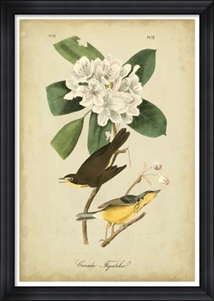Framed Audubon Canada Flycatcher Print